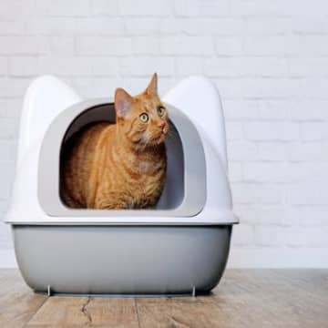愛猫の『トイレがクサい』ときに考えられる原因5つ　気になるニオイへの対処法まで解説