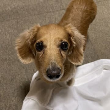 犬がうれしょんをする理由と対策 子犬にうれしょんが多いのはなぜ？