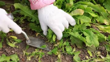 豊作のナズナ収穫で活気あふれる冬の畑　中国・安徽省太和県