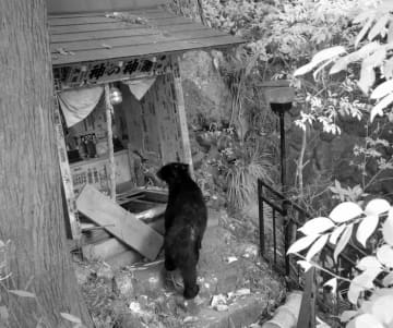 神奈川の伊勢原・大山にもクマ出没　観光ルートに2度…　目前で遭遇のケーブルカー係員は「この辺りでは初めて」