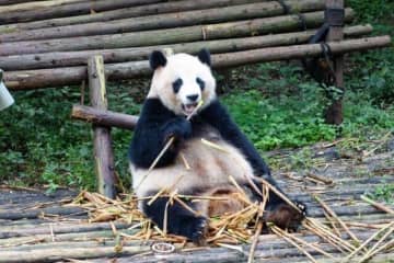 「パンダ、そんなにいてほしいですか？」と古市憲寿氏　阿川佐和子さんも「ネットで見ればいいでしょう」