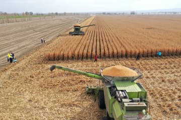 中国新疆ウイグル自治区の食糧単収、全国首位をキープ