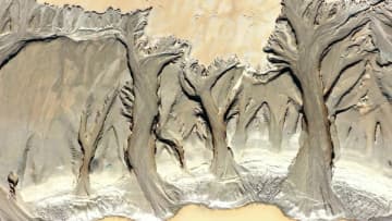 長江の干潟に「大樹」が出現　中国・蕪湖