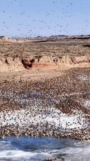 砂漠に生態環境の改善示すサケイの群れ　中国内モンゴル自治区