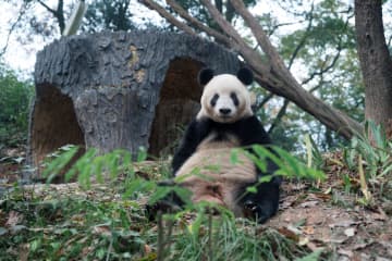 パンダのシャンシャン、座って考え事　中国四川省