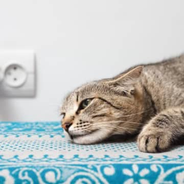 猫の『寝相』が普段と違うときの原因4選　心身に異常がある可能性も？