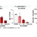 老化した腸で栄養素吸収が低下するメカニズム　キリンと東京大学が解明