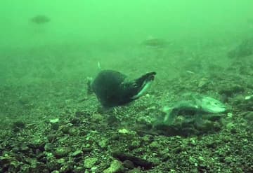 「奇跡の魚」産卵、撮影に初成功　クニマス、山梨・西湖だけ生息