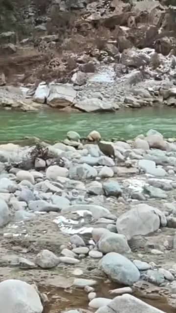 祁連山で絶滅危惧種ヤマジャコウジカの活動を確認　中国甘粛省