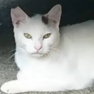 少しずつ仲良くなっていった『ひとりぼっちの猫』→突然現れなくなって20日後…思わず涙が出る展開に「泣かされますね」「グッときた」