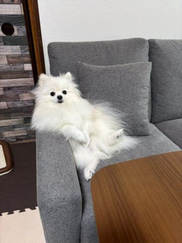 「風格ある座り方」をするポメラニアンが話題に！リラックスしてソファに座る姿に約10万「いいね」が集まる