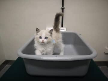 子猫の密輸摘発、ポケットに隠し持つ