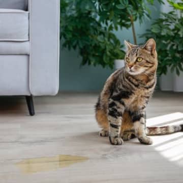 猫が『スプレー行為』をしてしまう理由3つ　困った行動への対処法も解説