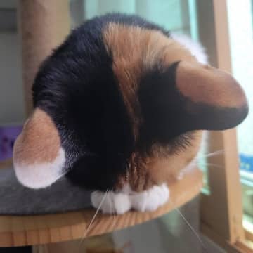 頭頂部を飼い主に向ける猫　「撫でて」と言いたげな姿が可愛すぎる写真に約6.5万の“いいね”