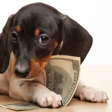 『犬を飼うのに向かない人』の共通点5選　ワンコを迎える前に絶対必要な心構えとは？