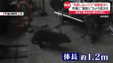 “冬眠しないクマ”市場に居座りか　宮城では猟友会の男性が死亡　対策で「樹木伐採」無償実施する地域も