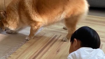 テレビ台の下に入ってしまったオモチャを取ろうと悩む、柴犬×ポメラニアンと1歳息子。その様子に「かわいい」の声