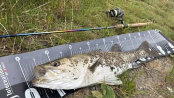 ワールドシャウラリミテッド2832Rを1年間使い込んだインプレッション。「王道の最高傑作でした」