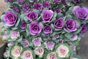 華やかな鉢植えを楽しむ。冬の花おすすすめ［7選］【ガーデニング】