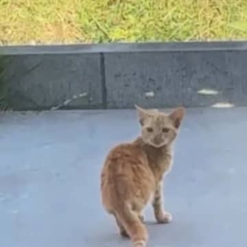 『家の前に現れるようになった子猫』と交流→少しずつ距離が縮まると…泣ける光景が121万再生「涙腺崩壊」「素敵すぎて言葉が出ない」