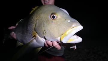 「マジか」「こんなところで…」砂浜で釣れたまさかの“魚”に反響多数。「本当にレアなやつです」