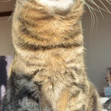 朝日を浴びて日向ぼっこをしていた猫→『表情』を見ると……幸せあふれる『たまらない光景』が28万再生「笑っちゃった」「可愛すぎるｗ」