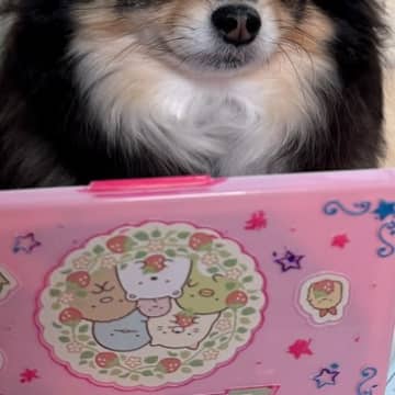 女の子の『おままごと遊び』に巻き込まれた犬→露骨すぎる『うんざりした表情』に4万4000いいね集まる「うんざりーぬ」「可愛いほんと好き」