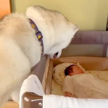 赤ちゃんを溺愛している大型犬→来客があると、守るかのように…家族愛を感じる『素敵な行動』が14万再生「頼もしい」「完璧なボディーガード」