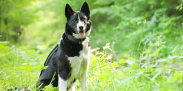 クマによる“人の居住地での人身事故”「14年連続ゼロ」の軽井沢、背景に“犬”の活躍も…他地域で「即導入」が難しいワケ