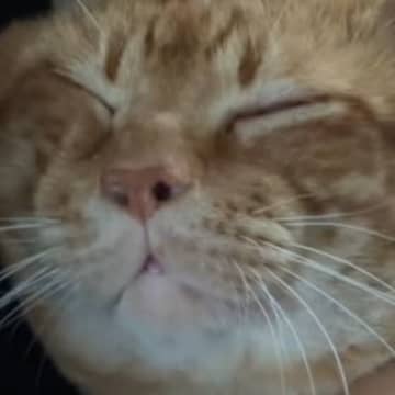 甘えん坊な猫を抱っこ→背中をトントンしていると…まるで赤ちゃんのような『尊すぎる光景』が16万再生「母性溢れちゃう」「幸せをありがとう」