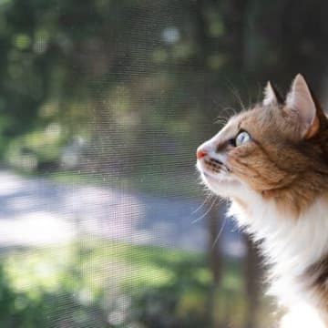 猫が過ごす部屋に欠かせない『網戸対策』3つ　思わぬトラブルを防止するためにできることとは