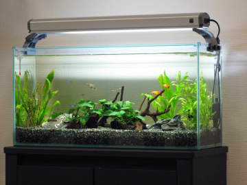 中町JP、観賞魚めぐる発言が波紋　飼育を熱望も「インテリア味が強い」→「魚を飼ってる自分に酔いたいだけ」