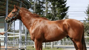 「神様の引き合わせ？」ドラマ『ロイヤルファミリー』演じた馬、まさかの“有馬記念ウィーク”デビューに「運命的」の声