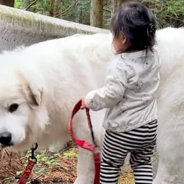 生まれた瞬間から大型犬と一緒にいる女の子→1年10ヶ月後、あまりにも尊い『はじめてのお散歩』が110万再生「優しい関係」「ほっこり」