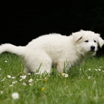 犬が『おしり歩き』をする原因４選　床に擦り付けるのはなぜ？病院へ連れて行くべき症状まで解説