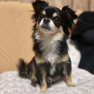 犬の骨が弱くなると大変！「犬の骨の大切な5つの役割と注意点」を獣医師が解説