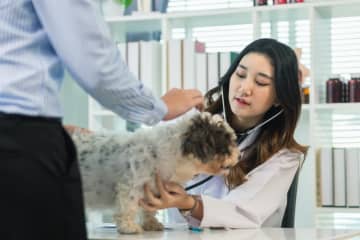 娘は獣医を目指しているのですが、「ペット専門」と「家畜専門」で悩んでいます。専門によって収入は変わるのでしょうか？