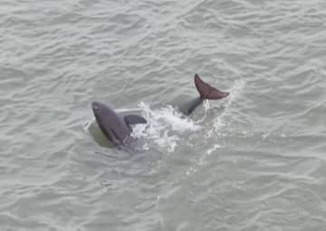 長江スナメリの貴重な映像の撮影に成功―中国