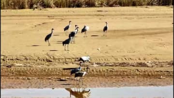 黄河湿地を舞うクロヅル　中国・陝西省大荔県