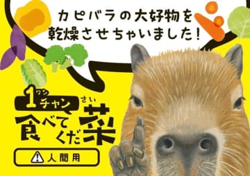カピバラの大好物の野菜をそのまま乾燥　赤ちゃん誕生で話題の竹島水族館に“人も食べられる”新土産が登場　障がい者施設と水族館が連携、B級野菜を活用した話題商品