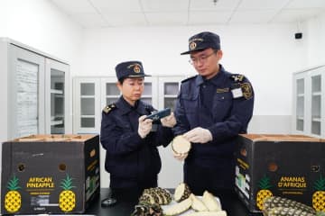 ベナン産パイナップルを初輸入　中国・長沙市