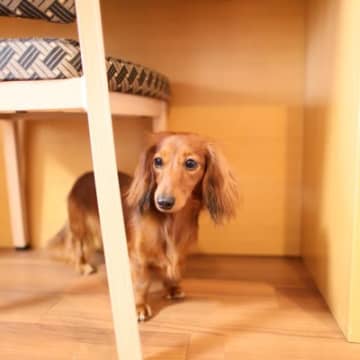 犬が『家具の下に潜り込む』心理4つ　テーブルなどの下に隠れる理由や対策まで