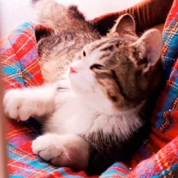 寒い夜、玄関前に『突然現れて鳴き叫んでいた猫』を保護→８年後……感動のビフォーアフターに「素敵な出会い」「本当に良かった」とSNSで反響