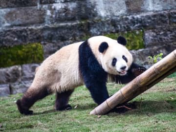 中国・重慶動物園のパンダが新居へ