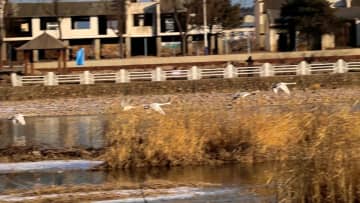 北京でハクチョウを撮影