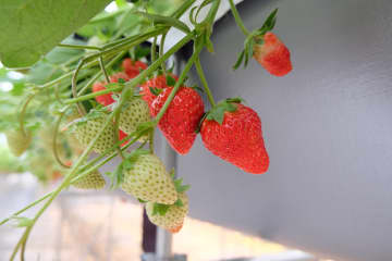 大阪・泉南に誕生！いちご収穫体験が楽しめる「リファーム ヨシミ370」