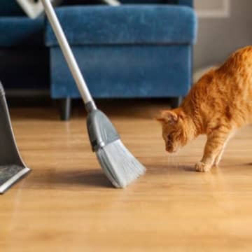 猫の『お気に入りスポット』を掃除する方法5選　適切な頻度やお手入れのコツ