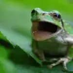 両生類・爬虫類の腸内細菌から画期的ながん治療細菌　北陸先端科学技術大学院大学が発見