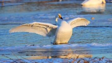 北京でハクチョウを撮影