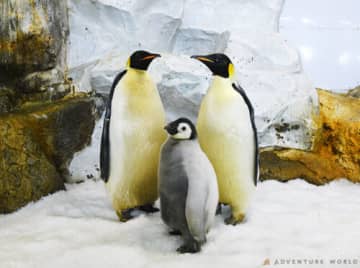 世界初エンペラーペンギンの人工授精で有精卵の確認に成功 アドベンチャーワールド